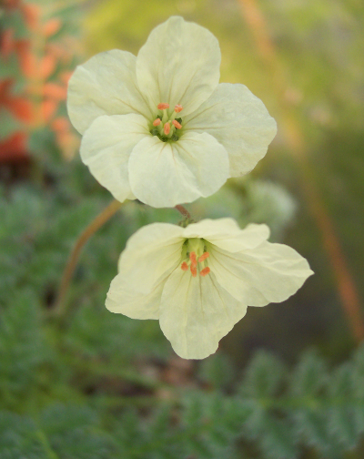 Erodium chrysanthum 